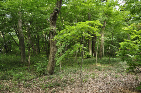 2009051805.jpg